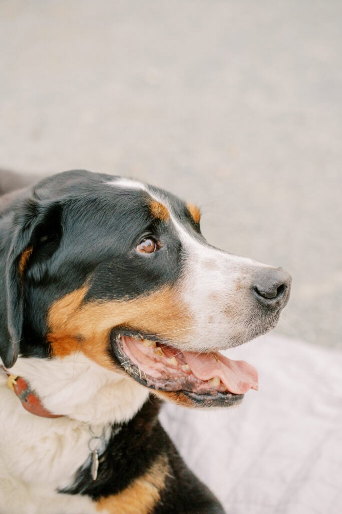 Family Dog Photography in Brentwood and Oakley