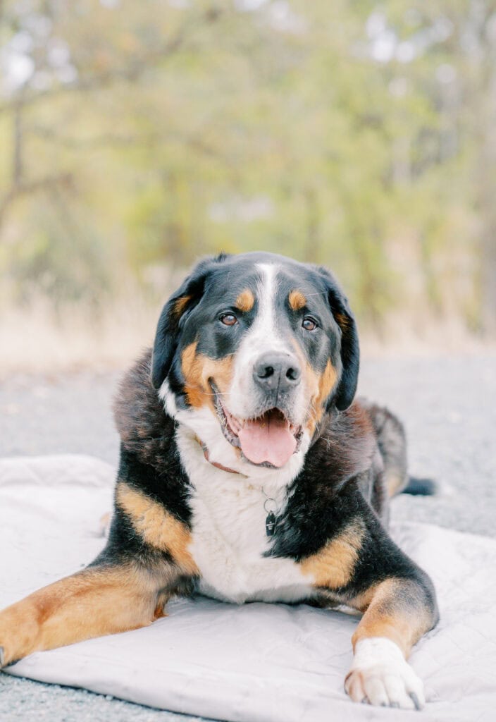 Bodie the furry friend